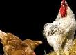 Sourcing Organic Poultry