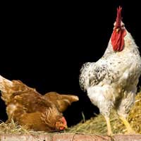 Chicken Farming Organic Poultry Organic